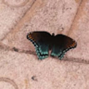 Meet your Posher, Joann